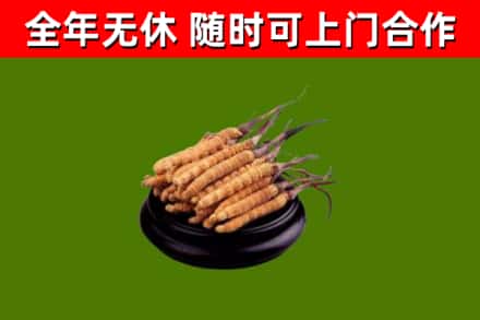 门头沟回收散虫草