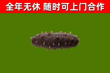 门头沟回收海参干